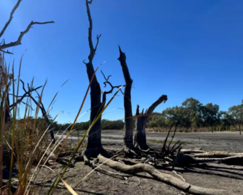 NSW Wetlands Water Flows Could Resume After Urgent Rescue of Turtles