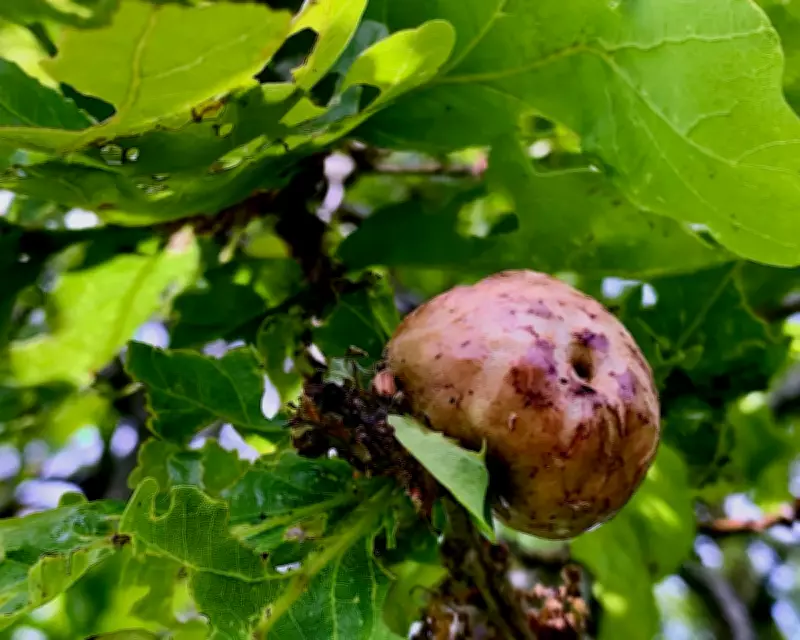 Oak Apple Day: Celebrating Nature's Strange Fruit and Royal History