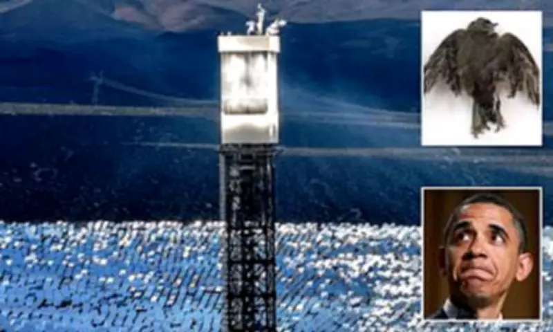 Obama-Backed Solar Plant Kills Thousands of Birds Yearly with No Fines