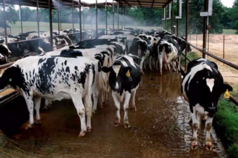 Ohio Cattle Heist: Over 60 Holstein Calves Stolen in Overnight Raid