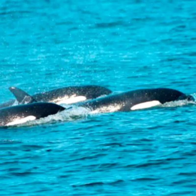 Orca Whale Sightings Boost UK Staycation Tourism Boom