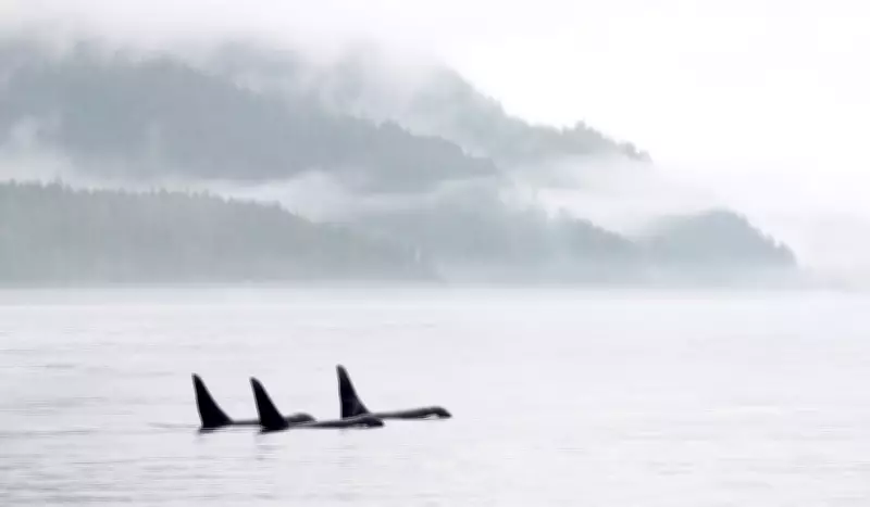 Orcas at Risk in Carney's Pipeline Push, Environmentalists Warn