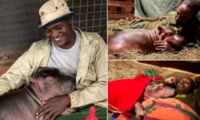 Orphaned Baby Hippo Bumpy Rescued and Cared for at Kenyan Sanctuary