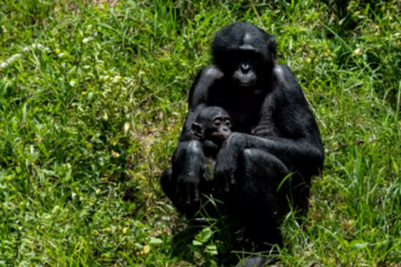 Orphaned Bonobos Find Sanctuary in Congo from Poachers and Bushmeat Trade