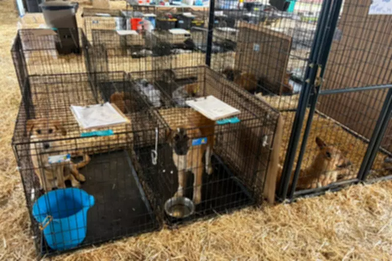 Over 125 Dogs Rescued From Horrific Hoarding Conditions in Texas