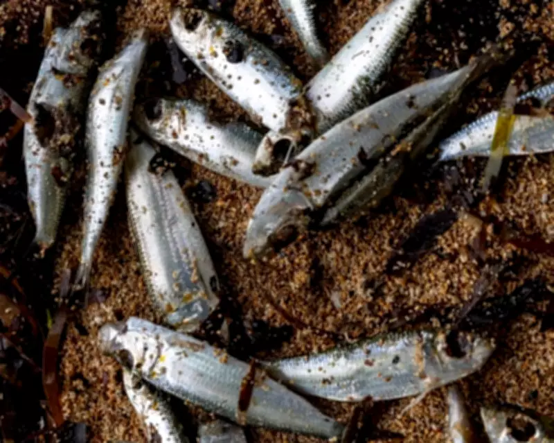 Papua New Guinea Warns Against Fishing in New Ireland After Mystery Marine Deaths