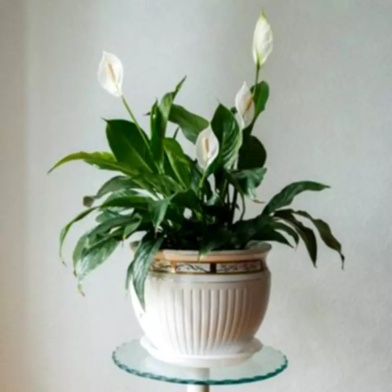 Peace Lily Blooming Hack: Use Rice Water Monthly for Stunning Flowers