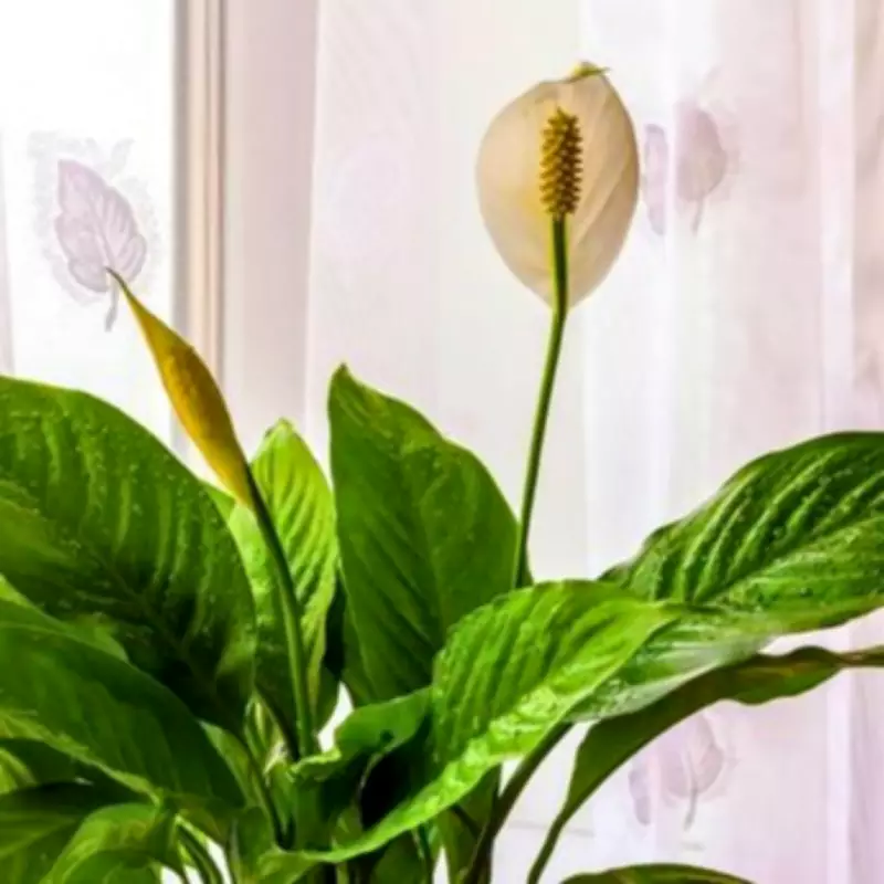 Peace Lily Care: Simple Weekly Soil Check Ensures Brilliant May Blooms