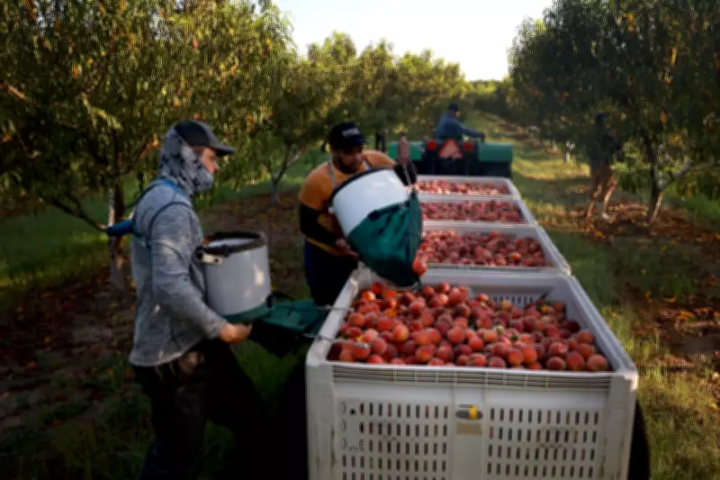 Peach Prices Soar After Freeze Destroys $300M in Crops in NJ, Texas