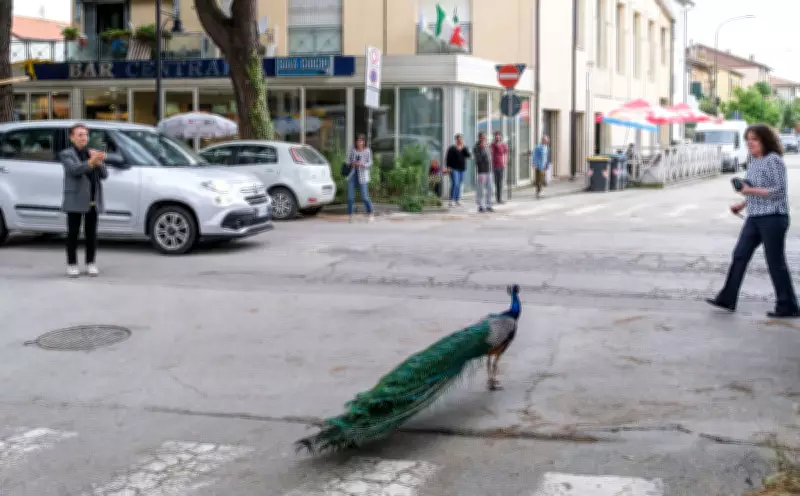 Peacock 'Invasion' of Italian Seaside Town Ruffles Feathers