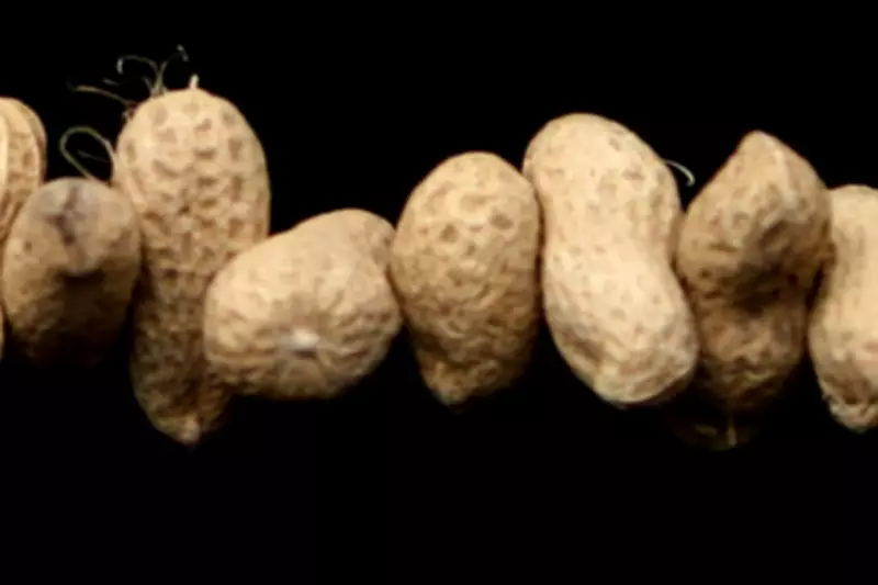Peanut Allergy Breakthrough: Toddlers Treated with Tiny Doses
