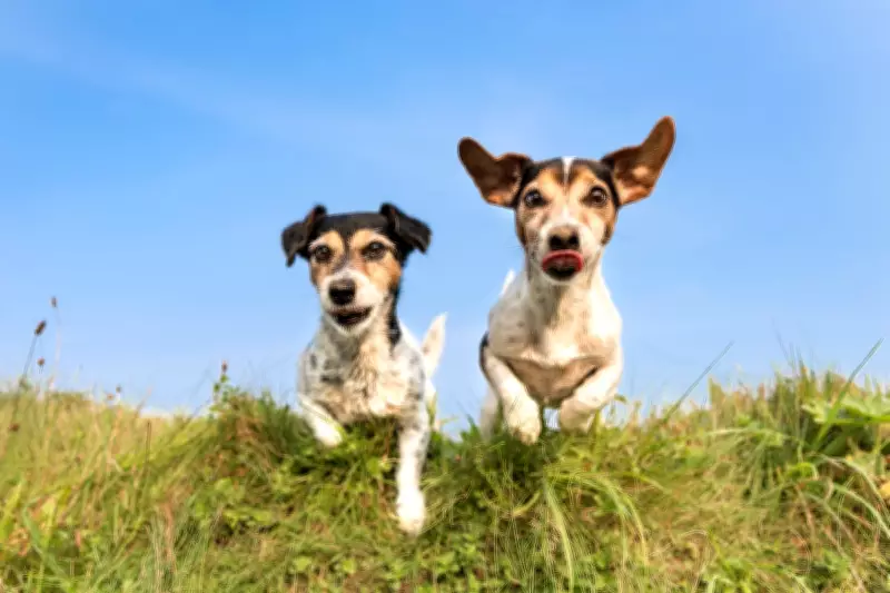 Pet Cloning: What You Need to Know Before Considering It