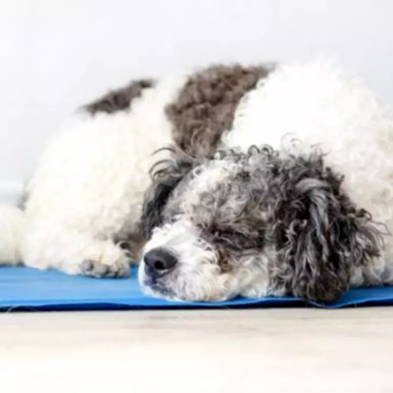 Pet Owners Rush to Buy Cooling Mat That Instantly Cools Cats and Dogs