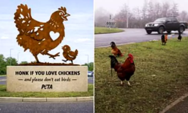 PETA's Chicken Statue Plan at Norfolk Roundabout Sparks Local Outcry