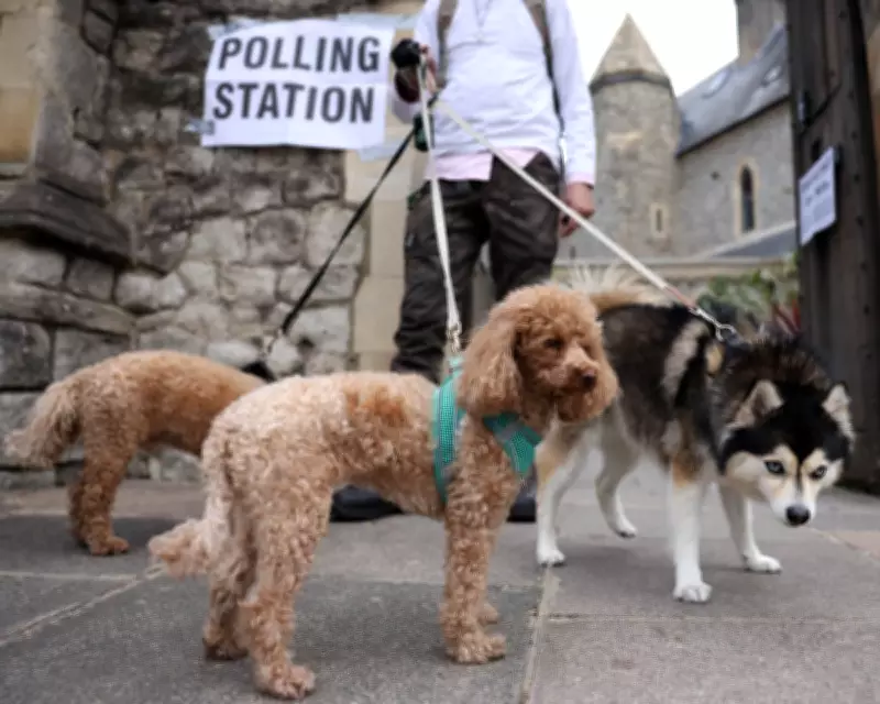 Pets at Polling Stations: Dogs Join Voters Across UK on Election Day