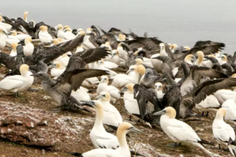 Pfas Levels in Canadian Seabird Eggs Drop Dramatically After Regulations