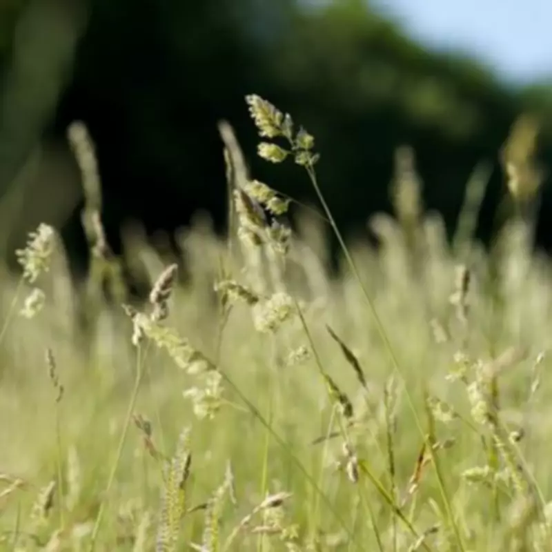 Pharmacist's Top Trick to Stop Hay Fever Symptoms in May Without Tablets