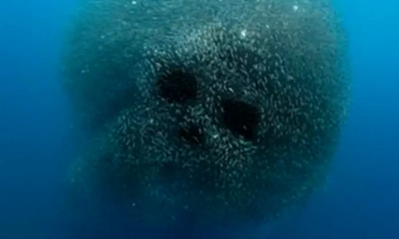 Photographer Captures Eerie Sardine Skull Formation in Philippines