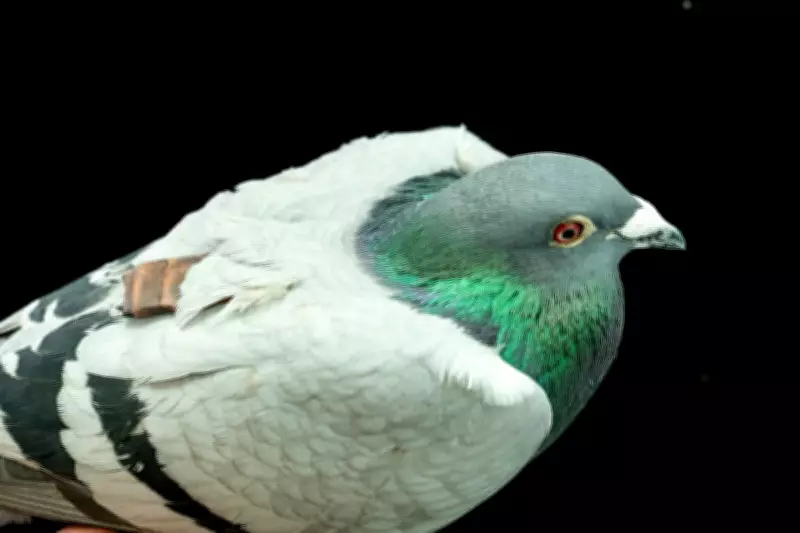 Pigeons Navigate Using Liver Cells, New Study Suggests