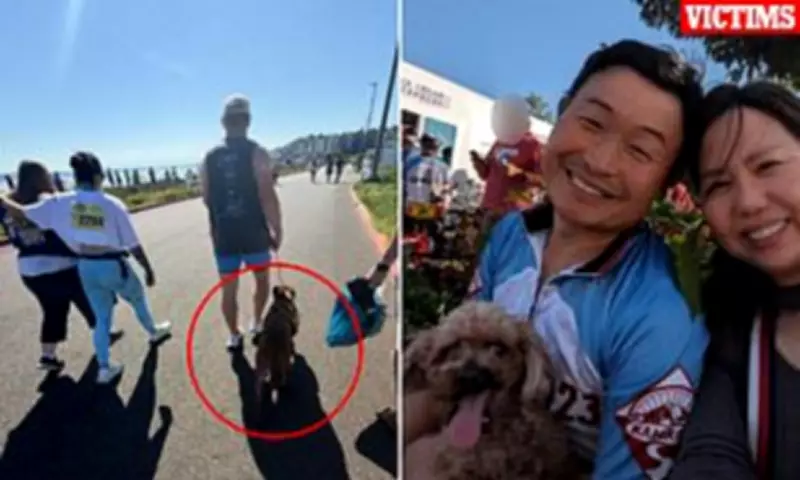 Pit Bull in 'Adopt Me' Vest Kills Dog at Washington Marathon