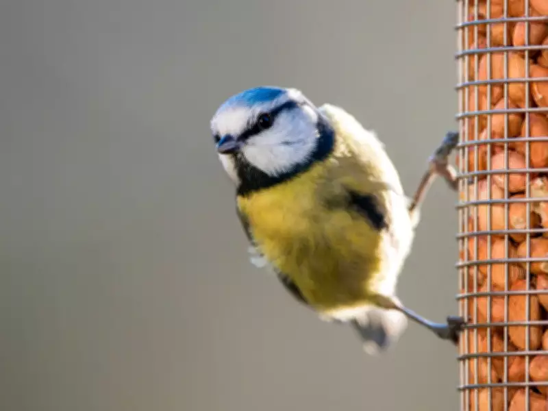 Place This One Item in Your Garden to Naturally Attract Birds This Summer