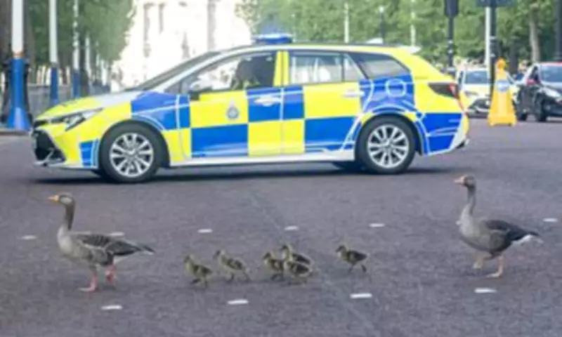 Police Escort for Geese Family Crossing The Mall in London