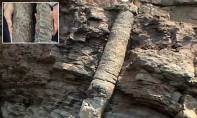 Polystrate Fossils Spark Debate Over Biblical Great Flood Evidence