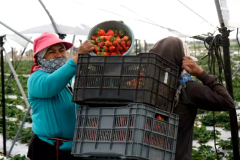 Popular Summer Fruits Coated with Pesticides and Forever Chemicals, Report Says