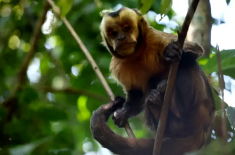 Primates Sold Online in US: Report Finds 1,600+ Listings on Social Media