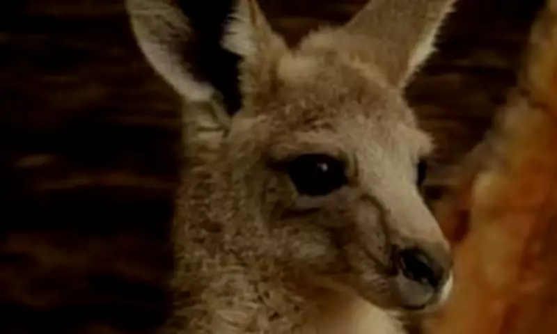 Prince George, Charlotte and Louis Name Kangaroo 'Cwtch' at Australia Zoo