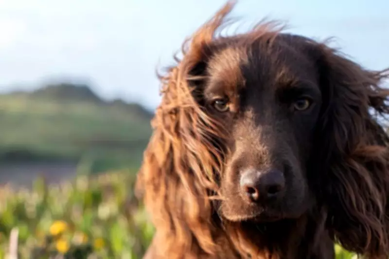 Prince William and Kate Middleton Name New Cocker Spaniel Puppy Otto