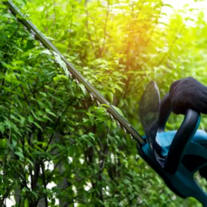 Property Lawyer: You May Need Permission to Cut Overhanging Branches