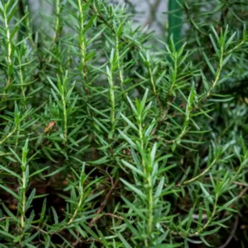 Prune Rosemary Now for Lush Growth Before Summer, Expert Says