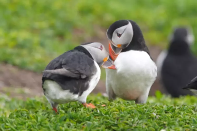 Puffin Cam Returns for Second Season on Farne Islands