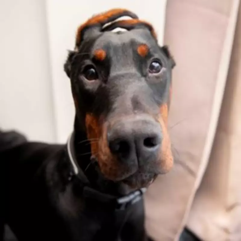 Puppy with Illegal Mutilations Survives Hit-and-Run, Finds Loving Home