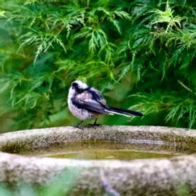 Put a Copper Penny in Your Birdbath to Attract More Birds This Summer