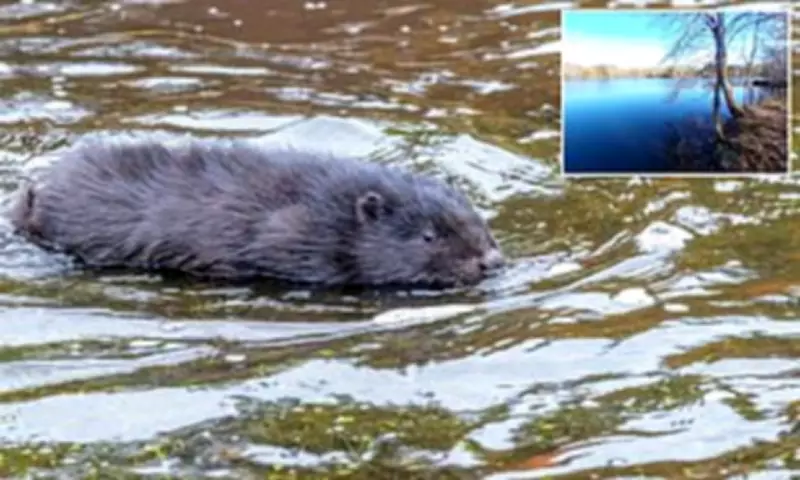 Rabid Beaver Attacks Boy at New Jersey Lake, Multiple Injured