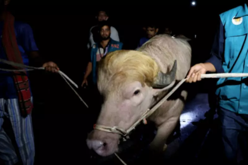 Rare Albino Buffalo 'Donald Trump' Spared Eid Sacrifice in Bangladesh