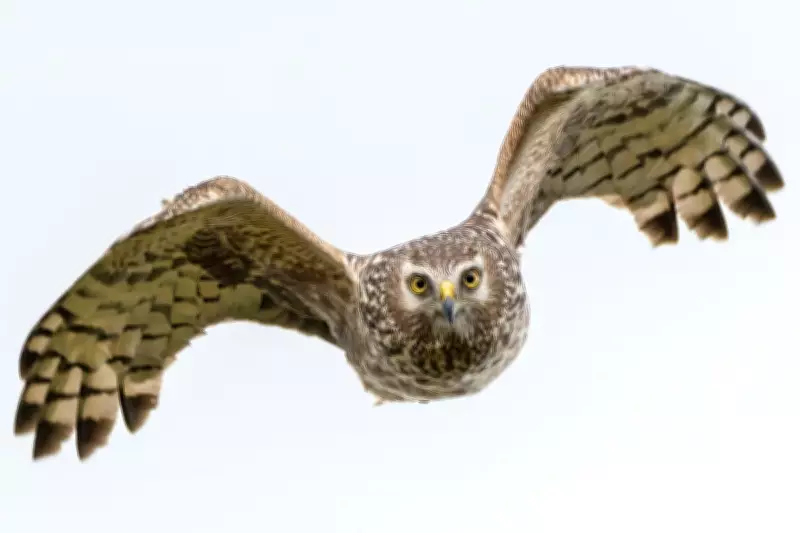 Rare Birds of Prey Killed in Crimes Linked to Gamebird Shooting Estates