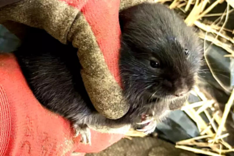 Rare Burrowing Water Voles Relocated in Glasgow Ahead of Drainage Works