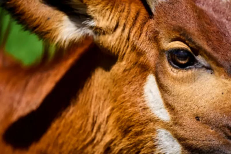 Rare 'Ghost of the Forest' Antelope Returns to Kenya's Wilds
