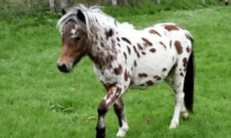 Rare Miniature Horses Stolen from Kent Farm in Overnight Theft