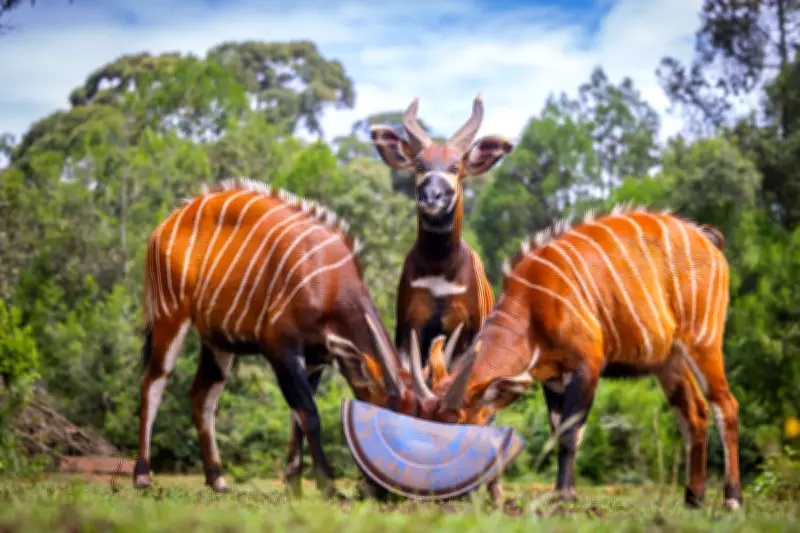 Rare Mountain Bongos Repatriated to Kenya in Conservation Boost