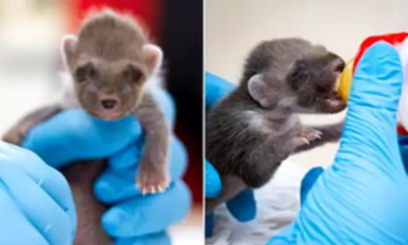 Rare Pine Marten Kit Rescued from Rubbish Bin in Wales
