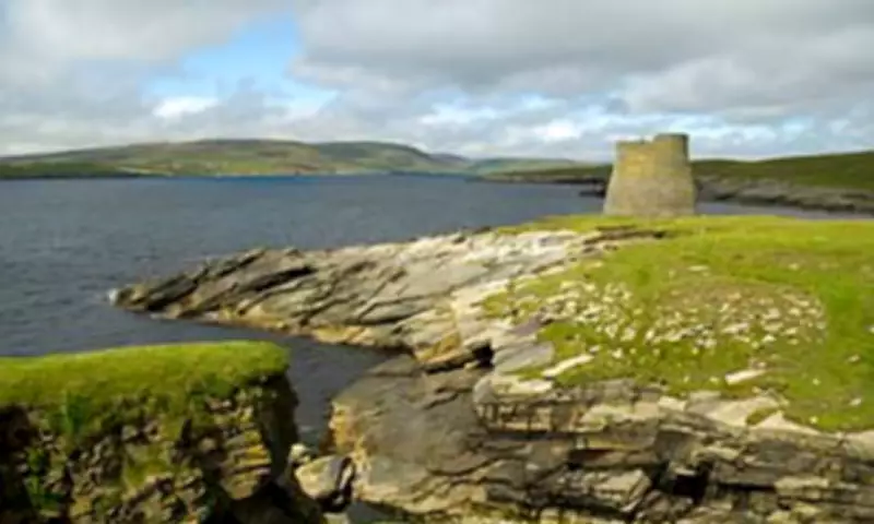Rat Threatens Seabird Colony on Shetland's Mousa Island