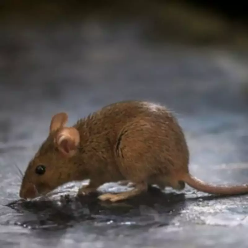 Rats Could Invade Your Home If You Keep This One Item Outside During UK Heatwave