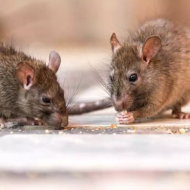 Rats in Garden? Expert Reveals One Crucial Thing to Keep Them Away
