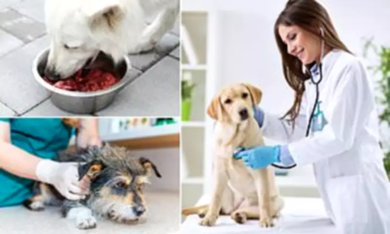 Raw Dog Food Recalled Nationwide Over Salmonella Contamination Fears