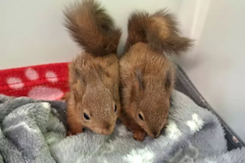 Red Squirrel Kits Rescued After Being Found Alone in Ditch