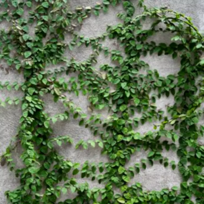Remove Garden Ivy Naturally in 5 Days with White Vinegar